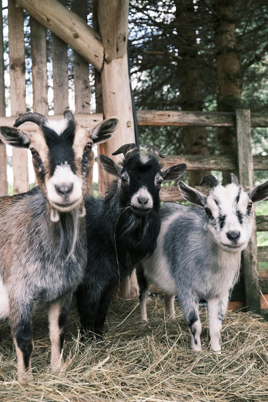 Goats standing near a wooden fence